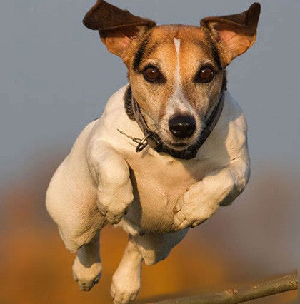 Il Ne faut jamais négliger son chien