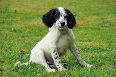 Comment j'ai adopté mon chien