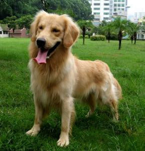 A Quoi Sert Un Collier de dressage?