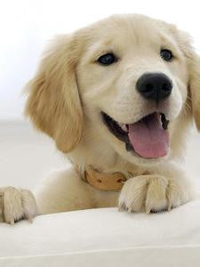 Mon adorable chien
