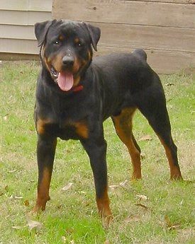 Rottweiler 