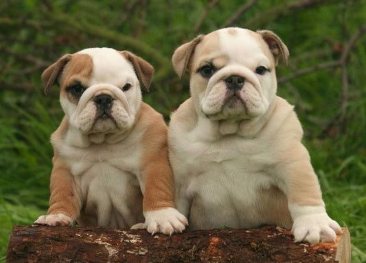 Mica et Mat: Mes deux chiens adorables