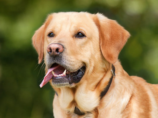 Collier de dressage pour chien