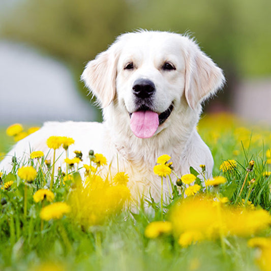 La décision d'avoir un chien comme animal de compagnie est importante