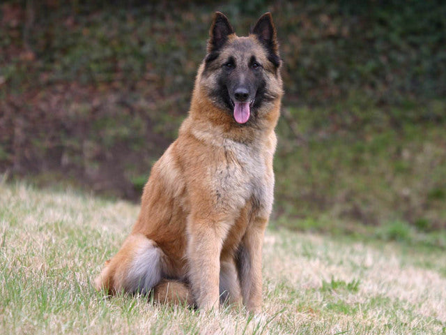 Comment Je garde mon chien