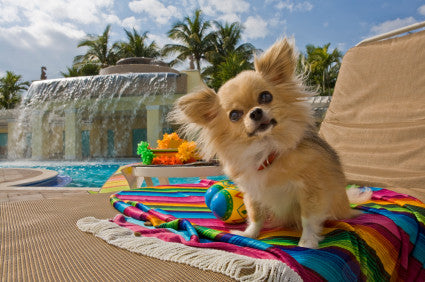 Pourquoi j'aime mon chien