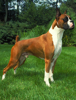 Enfin! j'aime les chiens