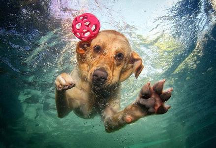 Les chiens