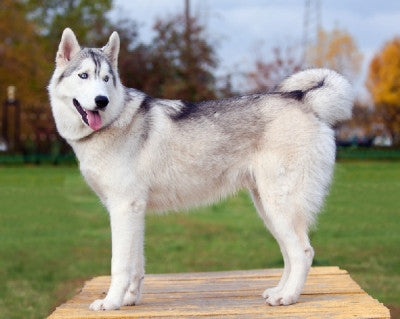Mon chien m’a sauvé la vie !