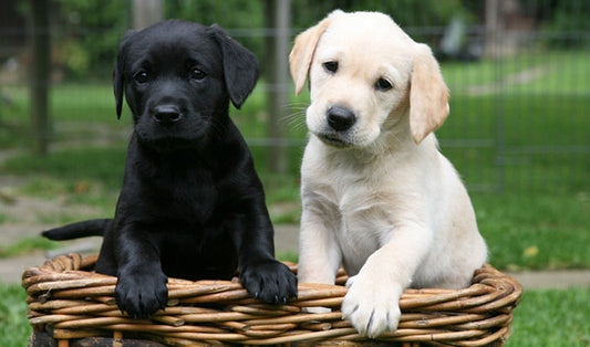 labradors