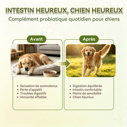 Probiotiques pour Chien, Flore Intestinale Renforcée Anti-Diarrhée