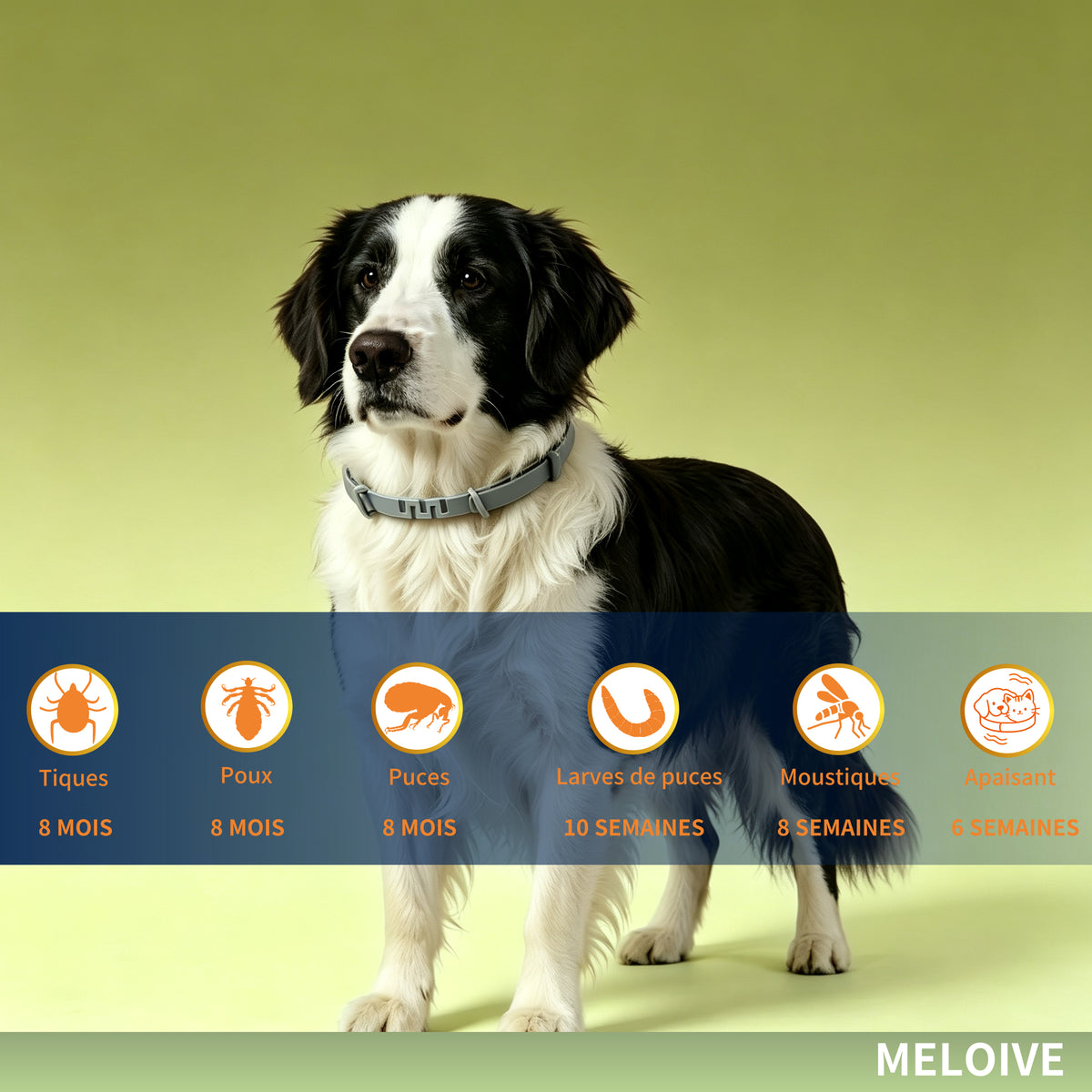 Collier Apaisant Anti‑Puces et Tiques pour Chien,Traitement Naturel,Jusqu'à 8 Mois de Prévention Puces et Tiques, Soutien Apaisant Contre Stress et Comportements Indésirables, Taille Ajustable