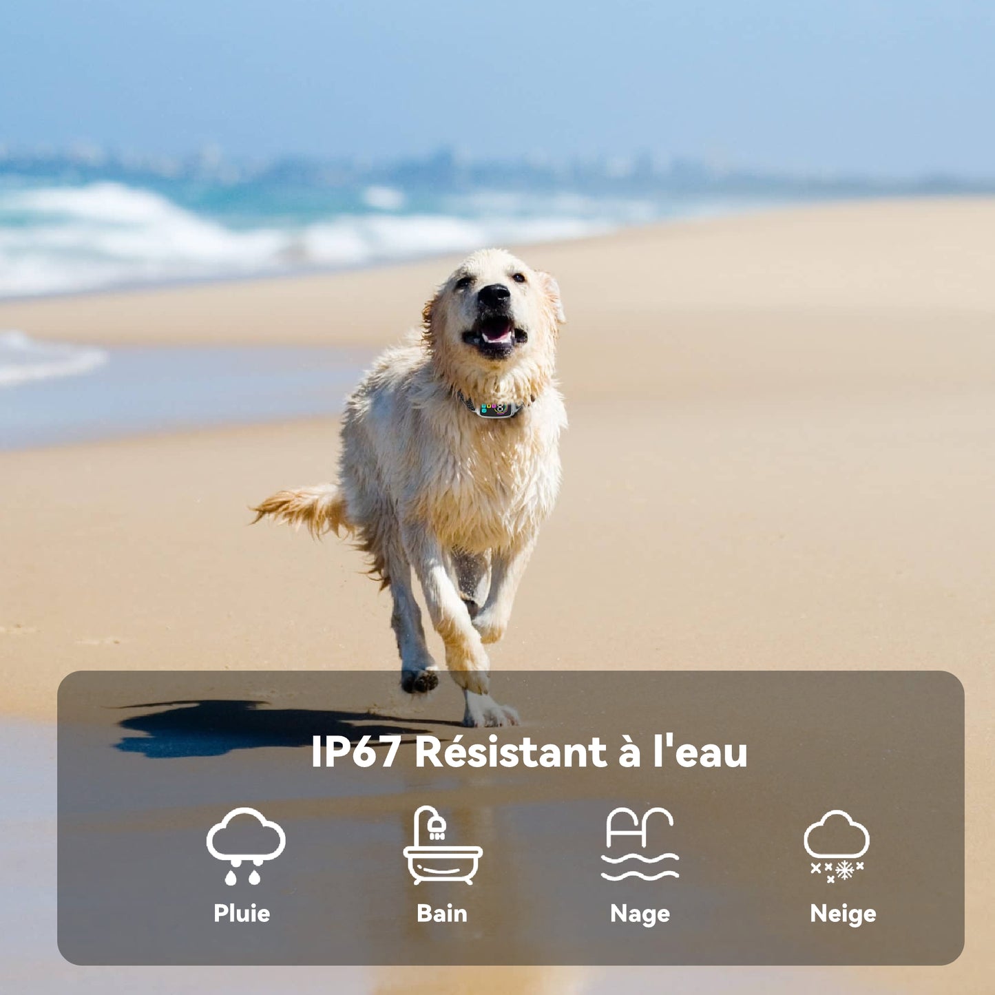 Collier Anti Aboiement Chien Automatique,Collier Choc,Blanc-M773W