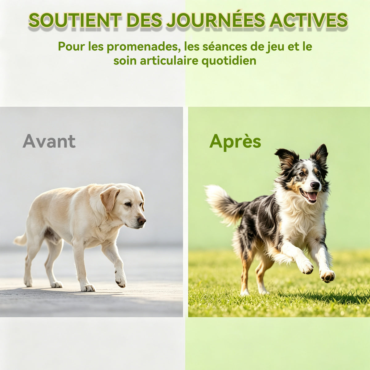 Complément Alimentaire Articulation pour Chien, Anti-Arthrose,Soutien Articulaire Premium | Glucosamine, Chondroïtine, MSM, Moules vertes, Acide Hyaluronique | 120 Bouchées Molles