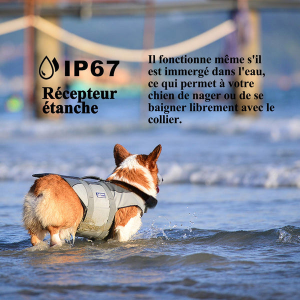 Collier de dressage pour deux chiens----Contrôle manuel portée 800 mètres--Imperméable d'un niveau IP67 (FI3-2)